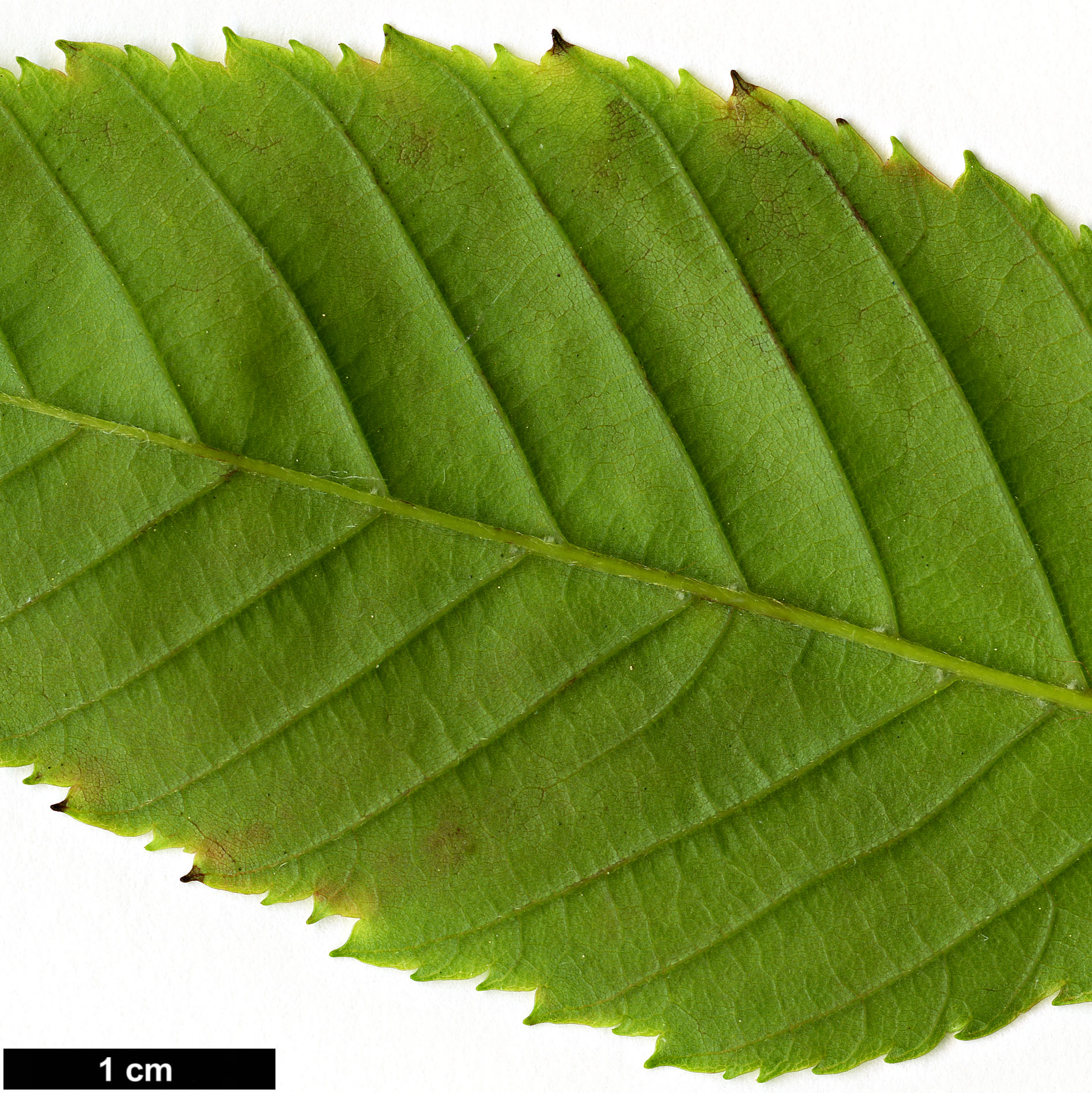 High resolution image: Family: Betulaceae - Genus: Carpinus - Taxon: polyneura